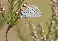 A Common Blue - Polyommatus icarus 03.jpg