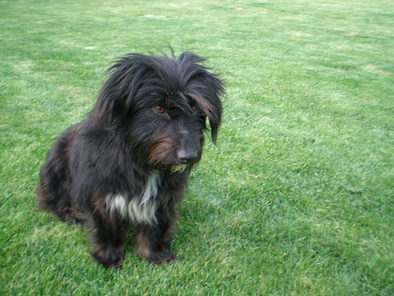 File:A Terrier from İstanbul- P4250175.JPG