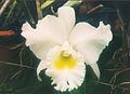 A and B Larsen orchids - Brassocattleya Pastoral Innocence 560-25.jpg