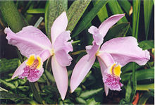 A and B Larsen orchids - Cattleya lueddemannia597-21.jpg