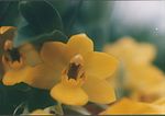 A and B Larsen orchids - Promenaea citrina 747-25. jpg