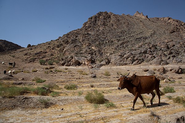 A bull walks at the foot of a mountain near Mizan in the southeast of Zabul Province.