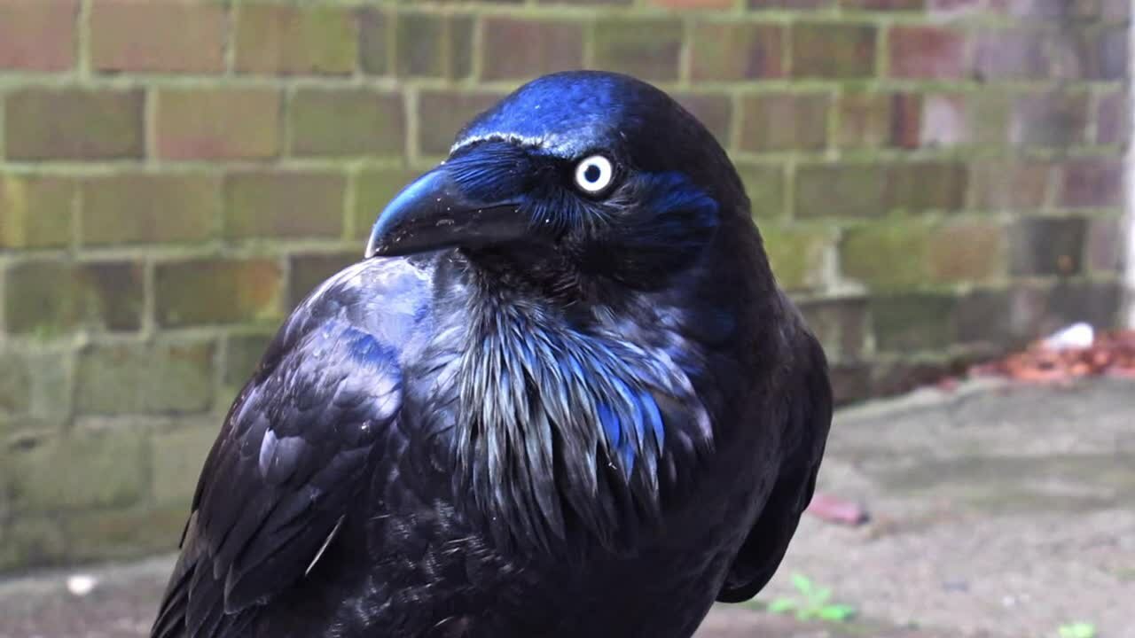 Australian raven - Wikipedia