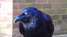 Датотека:A chatty Australian Raven.webm