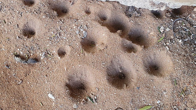 File:A colony of antlion larvae in Israel by Юкатан.jpg