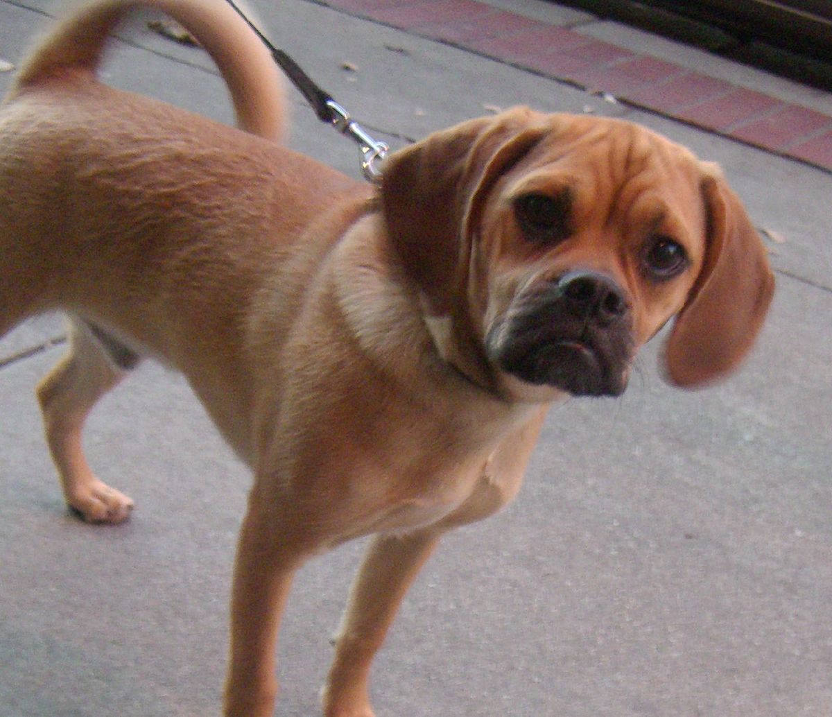 tan puggle