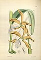 Cattleya grandis (as syn. Laelia grandis) plate 136 in: James Bateman: A Second Century of Orchidaceous Plants London (1867)