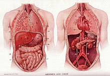 Anatomie générale : le tronc 