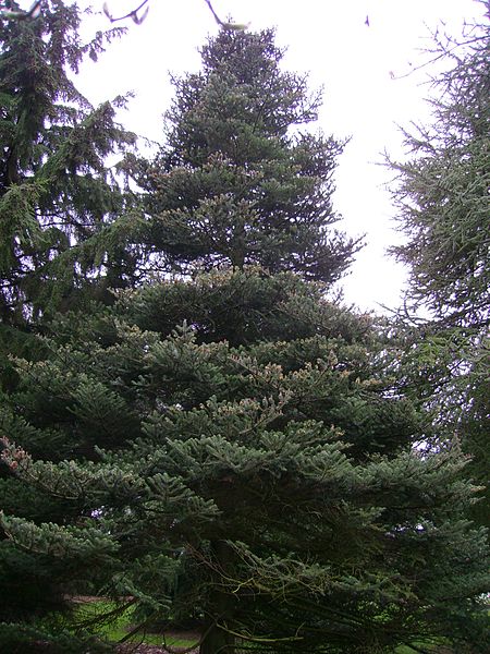 File:Abies koreana large.jpg