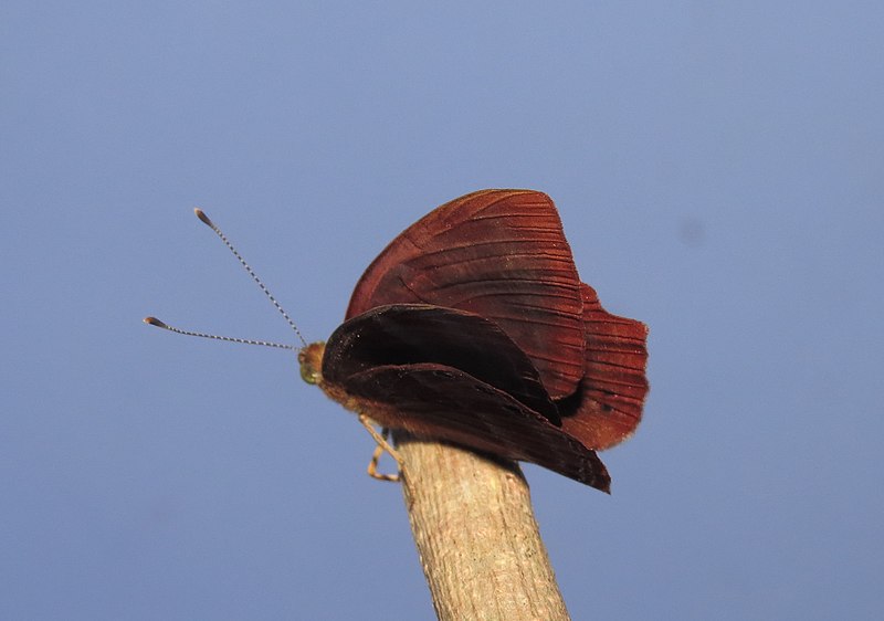 File:Abisara bifasciata suffusa Moore, 1882 – Suffused Double-banded Judy Life cycle at Peravoor on the foodplant embelia tsjeriam-cottam.jpg (87).jpg