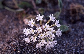 Beschreibung des Bildes Abronia ammophila.jpg.