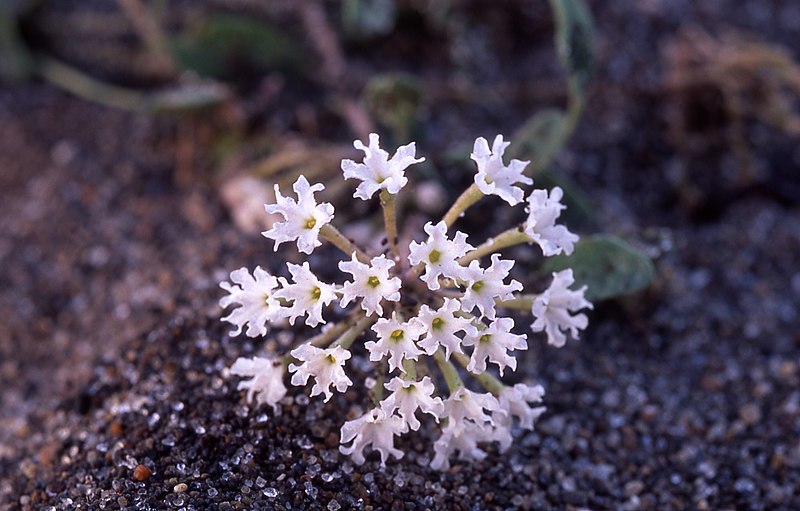 File:Abronia ammophila.jpg