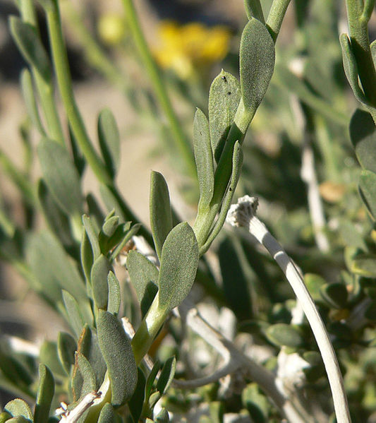 File:Acamptopappus shockleyi 5.jpg