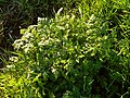 probably something from the Apiaceae family, such as Anthriscus sylvestris; not a buttercup