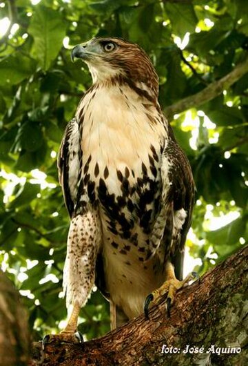 Accipiter gundlachi