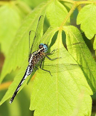 <i>Acisoma variegatum</i> Species of dragonfly