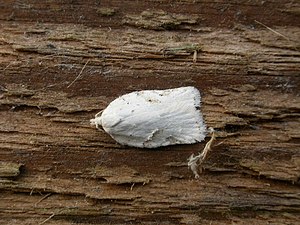 Acleris kochiella.jpg