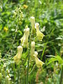 Aconitum lycoctonum subsp. neapolitanum