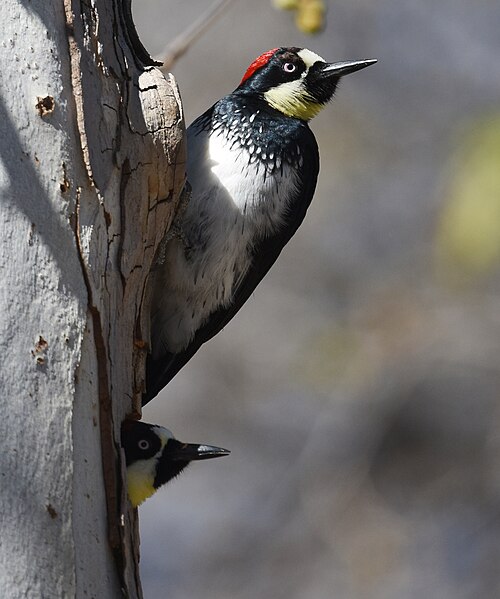 File:Acorn Woodpecker - 39892721525.jpg