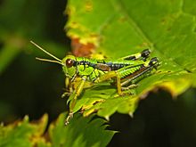 Miramella alpina Acrididae - Miramella alpina.JPG