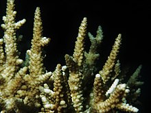 Acropora vaughani