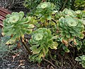 Vignette pour Aeonium undulatum