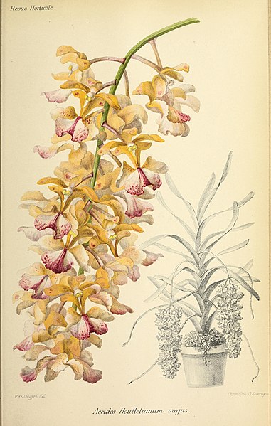 File:Aerides houlletiana Revue Horticole Annee 63 (1891).jpg