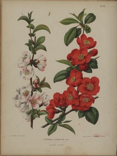 <i>Chaenomeles speciosa</i> species of plant