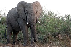 Afrikaanse stier olifant.jpg