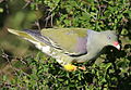 African green pigeon, Treron calvus, Kruger main road near Punda Maria turn-off, Kruger National Park, South Africa (26146254521).jpg