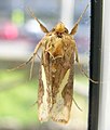 Agrotis exclamationis 336.jpg