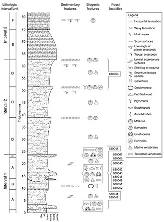 Composite stratigraphic section of 82 m (269 ft) of the Alajuela Formation. Fossil localities are indicated. Alajuela Formation - Stratigraphic column.jpg