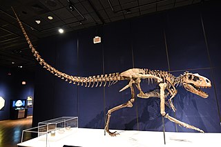 <i>Albertosaurus</i> Genus of bipedal predatory dinosaur