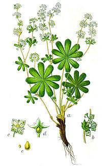 L'alchémille (Alchemilla vulgaris)