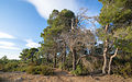 Aleppo Pines grove, Pinet, Hérault 01.jpg