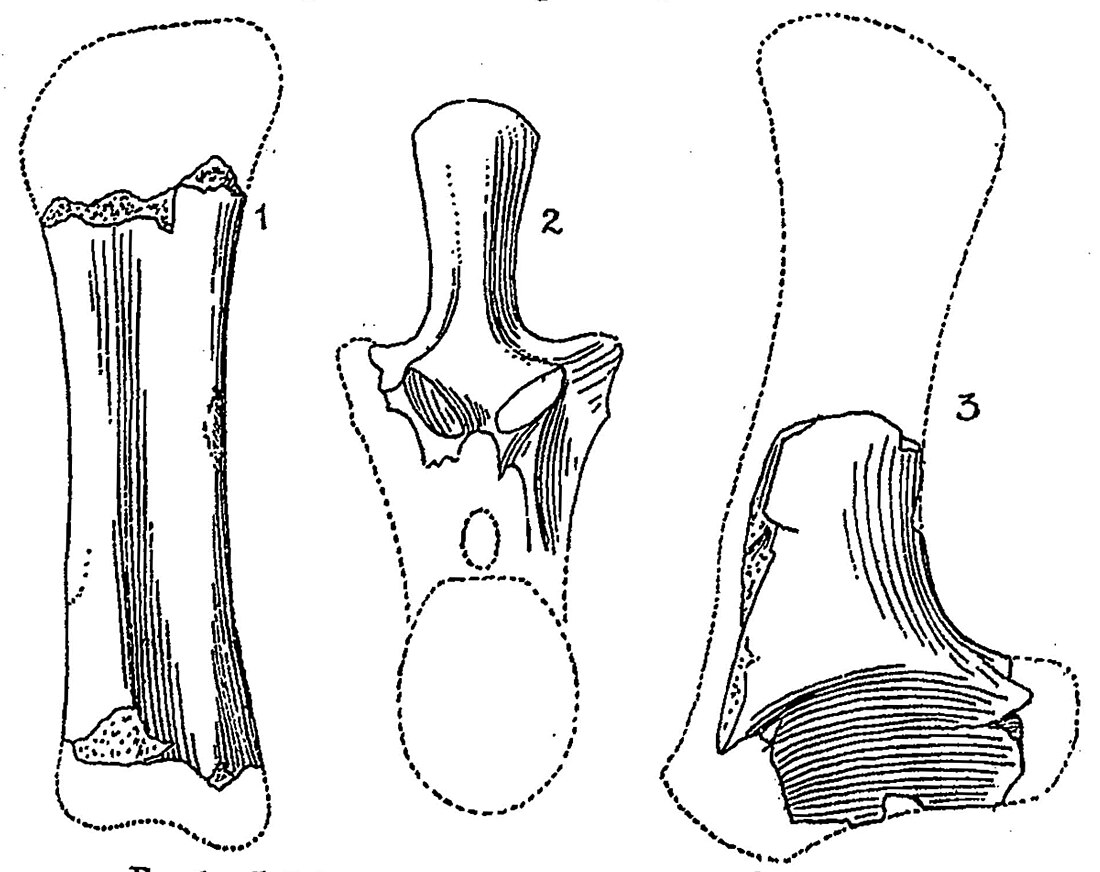 Algoasaurus bauri