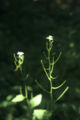 Category:Alliaria petiolata