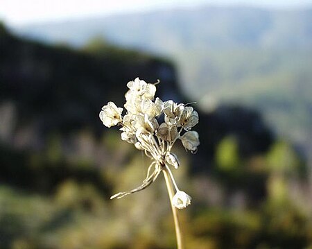 Tập_tin:Allium_flavum_03112001.JPG