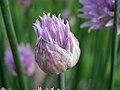 Flower opening