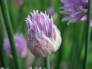 En blomknopp på väg att slå ut