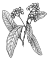 Allspice (PSF).png