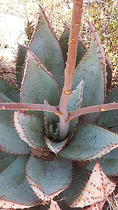 Aloe peglerae X Aloe marlothii02.jpg