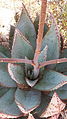 Hybried van Aloe peglerae en Aloe marlothii