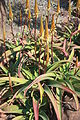 Aloe vanbalenii MS2011ZA019.jpg