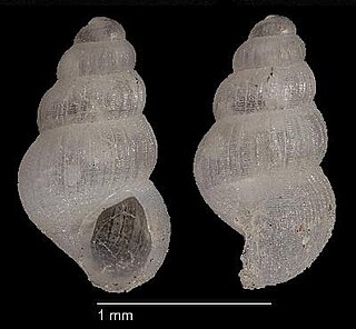 <i>Alvania adinogramma</i> Species of gastropod
