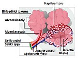 Alveolanın qurluşu
