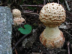 Cogumelos de Amanita daucipes no Babcock State Park, Virgínia Ocidental.