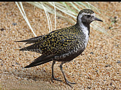 Wanderregenpfeifer (Pluvialis dominica)