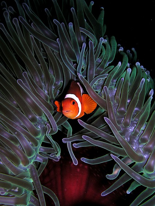 Amphiprion ocellaris (Clown anemonefish) in Heteractis magnifica (Sea anemone).jpg