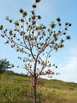 <i>Amphipterygium</i> Genus of flowering plants